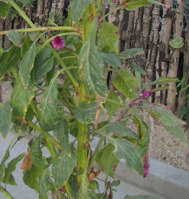 Dal Madagascar: Celosia argentea (Amaranthaceae)